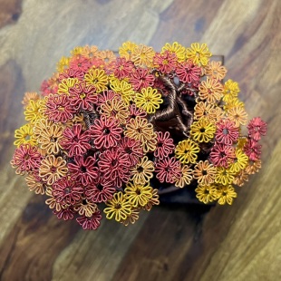 Autumn Maple Shohin