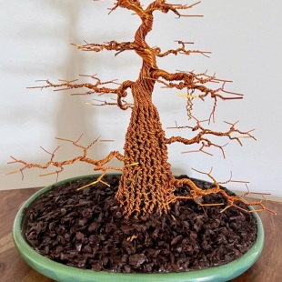 Black Oak