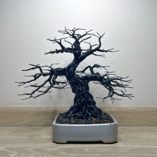 Blue Oak II
