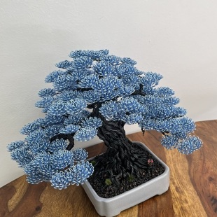 Blue Oak II