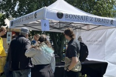Bonsai festival Prague 2026