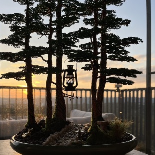 Bonsai Forest I