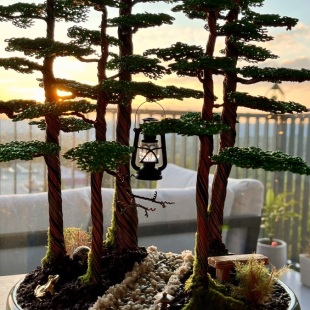 Bonsai Forest I