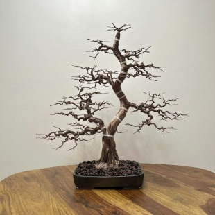 Bonsai Lavender