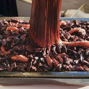 Cedar