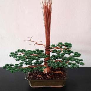 Cedar