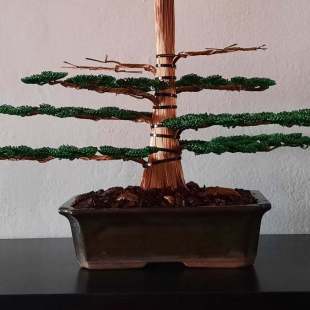 Cedar