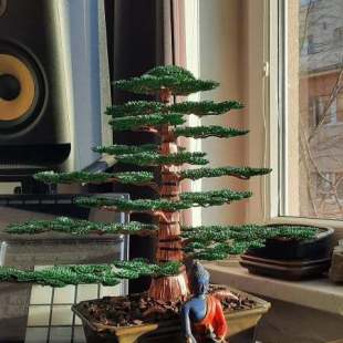Cedar