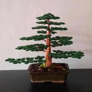 Cedar