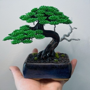 Chinese Elm
