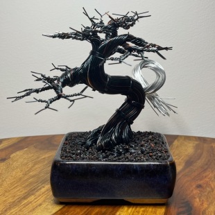 Chinese Elm