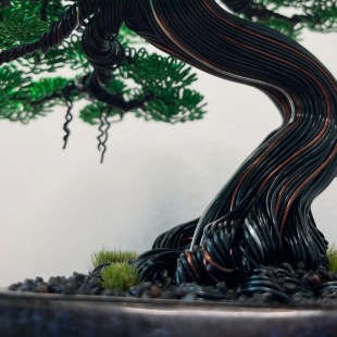 Chinese Elm