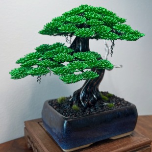 Chinese Elm