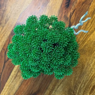 Chinese Elm