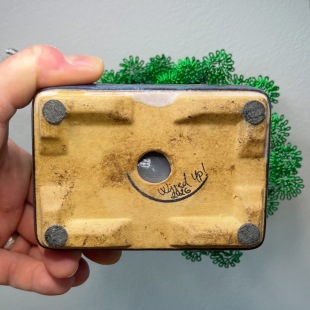 Chinese Elm