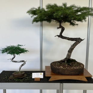 European Larch