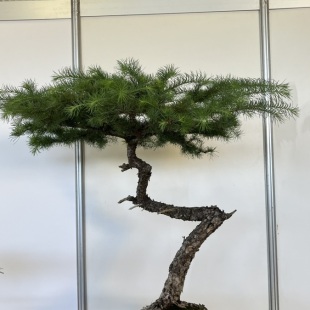 European Larch