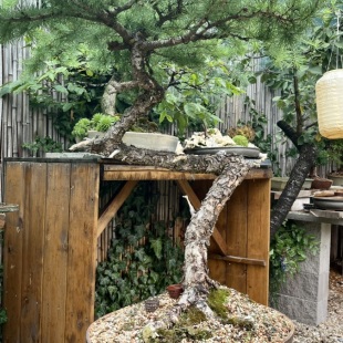 European Larch