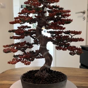 Fire Maple