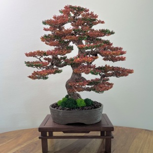 Fire Maple