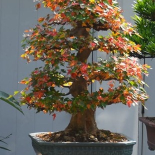 Fire Maple