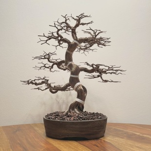 Fire Maple