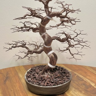 Fire Maple