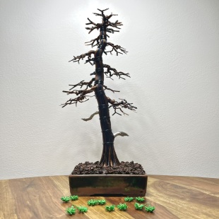 Larch II.