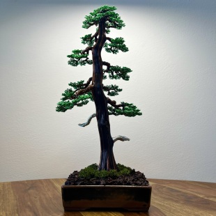 Larch II.