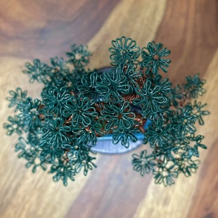 Mame Pine