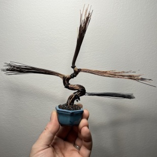 Mini Sakura