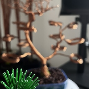 Pine Bark I