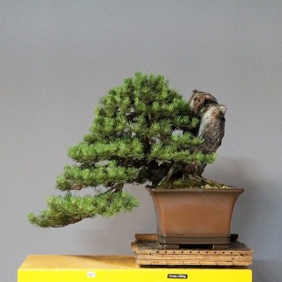 Pine Cascade (Chinese Dragon)