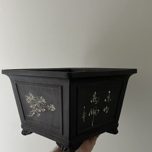 Pine Cascade (Chinese Dragon)