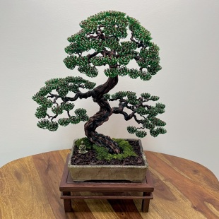Pine II.