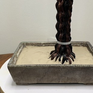 Pine II.