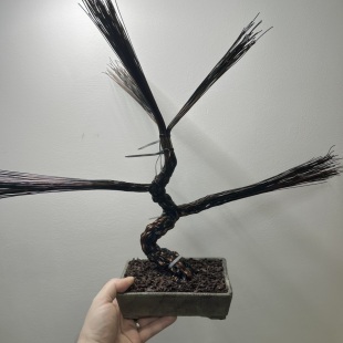Pine II.