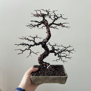Pine II.