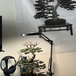 Pine II.