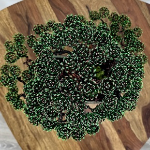 Pine II.