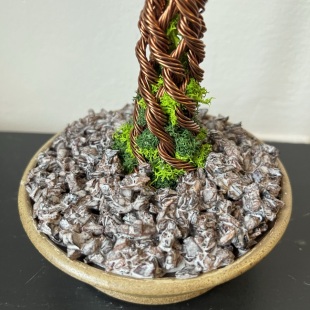 Pine Shohin II.