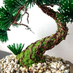 Pine Shohin III.