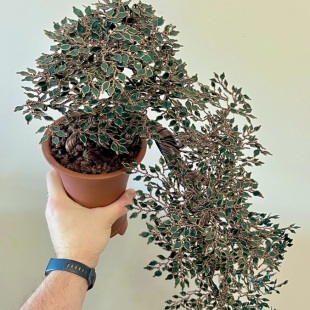 Pistachio Cascade