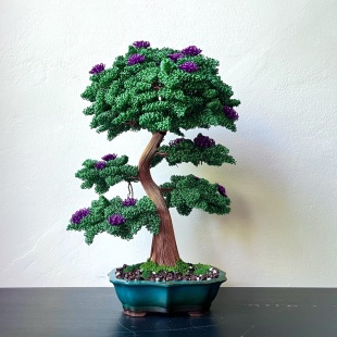 Purple Bougainvillea