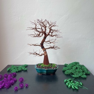 Purple Bougainvillea