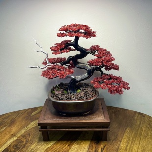 Red Maple II.