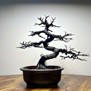 Red Maple II.