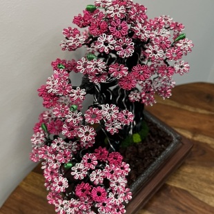 Sakura II.