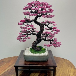 Sakura III.