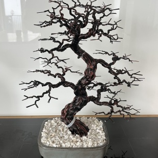 Sakura III.